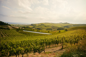 Fototapeta na wymiar Vineyard landscape in Alba, Italy.