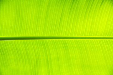 Banana leaf texture background of backlight fresh green