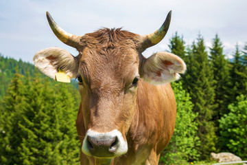 Kuh - Allgäu - Rind - Hörner - Braunvieh