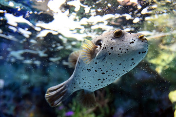 のんびり水中を泳ぐコクテンフグの可愛い姿