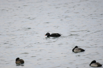 White-winged scoter in Funabashi city, Chiba prefecture, Japan