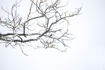 A male bullfinch with a red breast sits on an oak in a snowfall background white horizontal