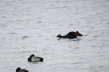 White-winged scoter in Funabashi city, Chiba prefecture, Japan