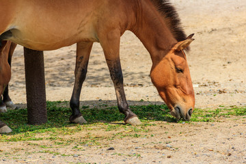 Przewalski wild horse in a paddock. Przewalski's horse (Equus przewalskii or Equus ferus przewalskii) also called the Mongolian wild horse, is a rare and endangered horse
