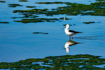 Greater Flamingos in Lagoon Fuente de Piedra, Andalusia, Spain