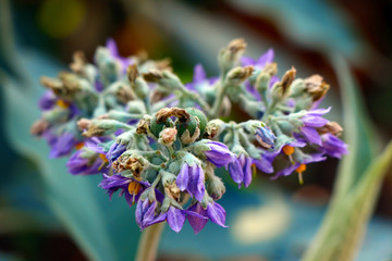 Spring landscape background with fresh spring flowers