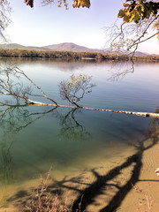 Fallen birch on the river bank in the forest of Russia