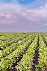 shapely stripes of beet bushes on a large field