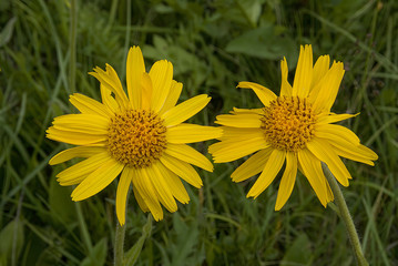 Fototapeta premium Close view of yellow Arnica(Arnica Montana) herb blossom.Shallow depth of field