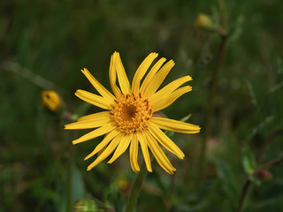 Close view of yellow Arnica(Arnica Montana) herb blossom.Shallow depth of field