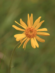 Close view of yellow Arnica(Arnica Montana) herb blossom.Shallow depth of field