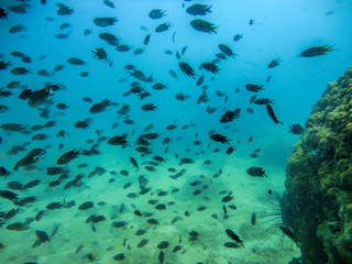 Fototapeta na wymiar A flock of small fish underwater in Thailand
