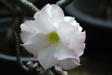 Desert Rose Bonsai White flowers, thin pink edges