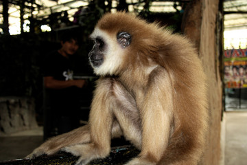 Obraz premium Red monkey sits in house in thailand