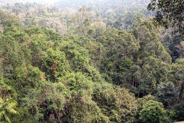 Thailand summer forest with mountains