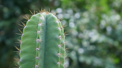 Giant cactus The trunk is green or dark green. With feathers or spines around the tree Thorns are the parts of the stems that represent the leaves.