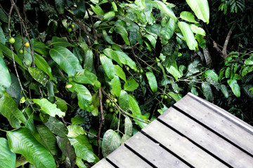 Succulent leafy leaves in a summer forest in Thailand