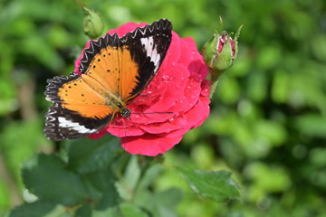 orange and black pattern on wing of butterfly on pink rose flower with water dew drop on petal in morning beautiful day