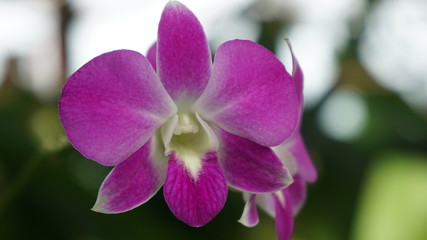 Fototapeta na wymiar Pink laelia anceps helen orchid