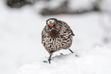 Close-up portrait of beautiful Spotted Nutcracker (Nucifraga caryocatactes)