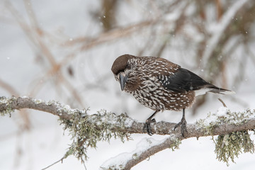 Close-up portrait of beautiful Spotted Nutcracker (Nucifraga caryocatactes)