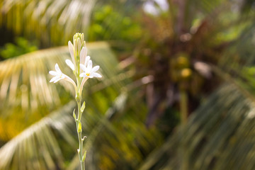 Spring landscape background with fresh spring flowers