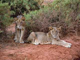 two young lions