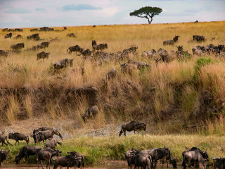 migration of wildebeast