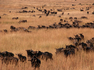 Fototapeta na wymiar migration of wildebeast