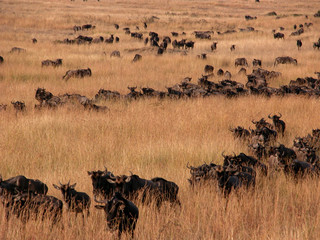 migration of wildebeast
