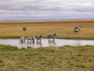 zebra in pond