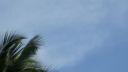 Daytime sky Beautiful clouds and trees background