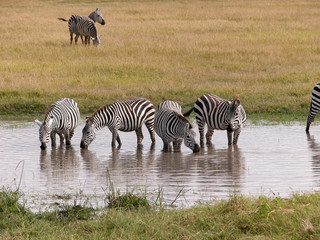 Fototapeta na wymiar drinking zebra