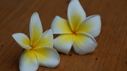 Plumeria of white and yellow flowers on a wooden table