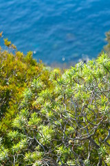 Panorama with the sea of the Cinque Terre in Liguria. Bushes of Euphorbia, plant of Mediterranean vegetation that grows on rocks..