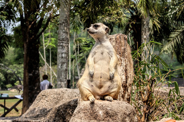 Little fat meerkat sits on a stone in Thailand park