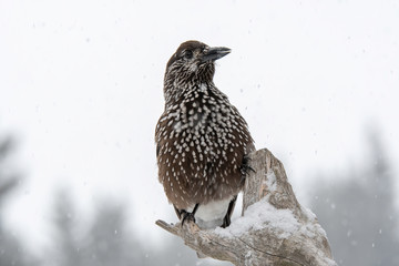 Close-up portrait of beautiful Spotted Nutcracker (Nucifraga caryocatactes)