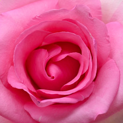 Fototapeta na wymiar pink rose flower with beautiful heart shape petal, image used for romantic wedding of love background