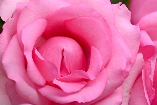 beautiful pink rose flower blossom, concept image of sexual orgasm man and woman