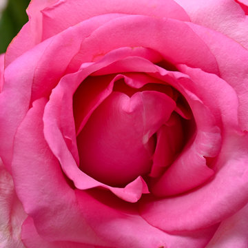 pink rose flower with wrinkle wilt petal, image used for skin care of beauty concept