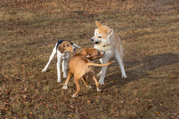 Naklejka na ściany i meble Amstaff puppy, akita inu puppy and estonian hound puppy are playing in the autumn park. Pet animals.
