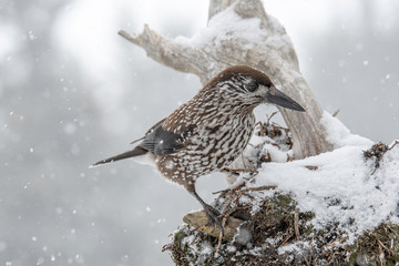 Close-up portrait of beautiful Spotted Nutcracker (Nucifraga caryocatactes)