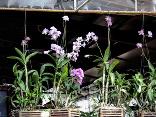 Bush with pink flowers in Thailand