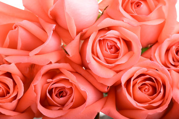 orange rose flower bouquet isolated on white background, beauty peach color tone