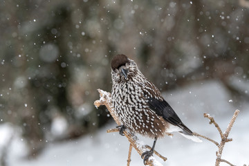 Close-up portrait of beautiful Spotted Nutcracker (Nucifraga caryocatactes)