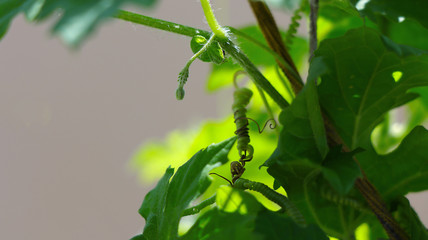 Close-Up Of Bitter Gourd Leaves (Momordica charantia)