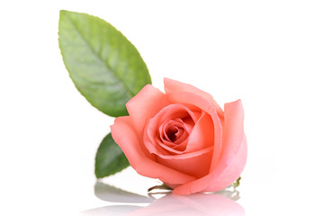 beauty orange rose flower isolated on white background