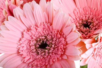 Wandcirkels tuinposter beautiful pink gerbera flower blooming in springtime © sutichak