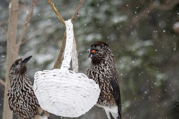 Close-up portrait of beautiful Spotted Nutcracker (Nucifraga caryocatactes)