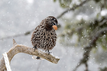 Close-up portrait of beautiful Spotted Nutcracker (Nucifraga caryocatactes)